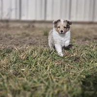 SkittlesF2581, a female Shetland Sheepdog for sale in Pomona, MO – Photo 8 of 10