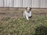 SkittlesF2581, a female Shetland Sheepdog for sale in Pomona, MO – Photo 8 of 10