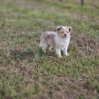 SkittlesF2581, a female Shetland Sheepdog for sale in Pomona, MO – Photo 5 of 10
