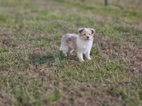 SkittlesF2581, a female Shetland Sheepdog for sale in Pomona, MO – Photo 5 of 10