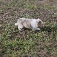 SkittlesF2581, a female Shetland Sheepdog for sale in Pomona, MO – Photo 2 of 10