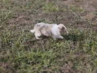 SkittlesF2581, a female Shetland Sheepdog for sale in Pomona, MO – Photo 2 of 10