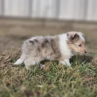 SkittlesF2581, a female Shetland Sheepdog for sale in Pomona, MO – Photo 4 of 10