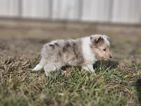 SkittlesF2581, a female Shetland Sheepdog for sale in Pomona, MO – Photo 4 of 10