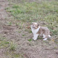 Ruby F, a female Shetland Sheepdog for sale in Pomona, MO – Photo 6 of 10