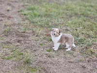 Ruby F, a female Shetland Sheepdog for sale in Pomona, MO – Photo 6 of 10