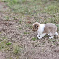 Ruby F, a female Shetland Sheepdog for sale in Pomona, MO – Photo 5 of 10