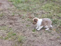 Ruby F, a female Shetland Sheepdog for sale in Pomona, MO – Photo 5 of 10