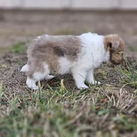 Ruby F, a female Shetland Sheepdog for sale in Pomona, MO – Photo 3 of 10