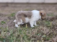 Ruby F, a female Shetland Sheepdog for sale in Pomona, MO – Photo 3 of 10