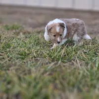 Ruby F, a female Shetland Sheepdog for sale in Pomona, MO – Photo 9 of 10