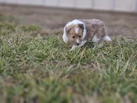 Ruby F, a female Shetland Sheepdog for sale in Pomona, MO – Photo 9 of 10