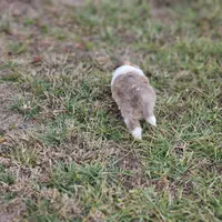 Ruby F, a female Shetland Sheepdog for sale in Pomona, MO – Photo 10 of 10