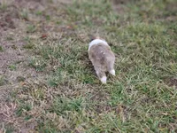 Ruby F, a female Shetland Sheepdog for sale in Pomona, MO – Photo 10 of 10