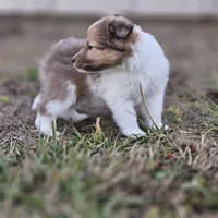 Ruby F, a female Shetland Sheepdog for sale in Pomona, MO – Photo 2 of 10