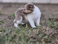 Ruby F, a female Shetland Sheepdog for sale in Pomona, MO – Photo 2 of 10