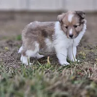 Ruby F, a female Shetland Sheepdog for sale in Pomona, MO – Photo 4 of 10