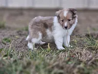 Ruby F, a female Shetland Sheepdog for sale in Pomona, MO – Photo 4 of 10