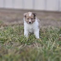 Ruby F, a female Shetland Sheepdog for sale in Pomona, MO – Photo 7 of 10