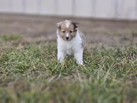 Ruby F, a female Shetland Sheepdog for sale in Pomona, MO – Photo 7 of 10