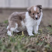 Ruby F, a female Shetland Sheepdog for sale in Pomona, MO – Photo 1 of 10