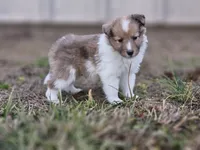 Ruby F, a female Shetland Sheepdog for sale in Pomona, MO – Photo 1 of 10