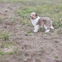 Ruby F, a female Shetland Sheepdog for sale in Pomona, MO – Photo 8 of 10