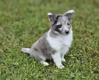 Blitzen, a male Shetland Sheepdog for sale in Pomona, MO – Photo 8 of 10