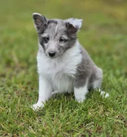 Blitzen, a male Shetland Sheepdog for sale in Pomona, MO – Photo 5 of 10