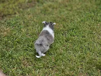 Blitzen, a male Shetland Sheepdog for sale in Pomona, MO – Photo 6 of 10