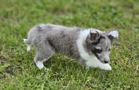 Blitzen, a male Shetland Sheepdog for sale in Pomona, MO – Photo 3 of 10
