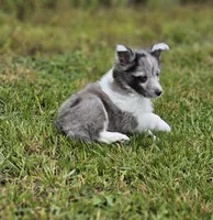 Blitzen, a male Shetland Sheepdog for sale in Pomona, MO – Photo 2 of 10