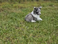 Blitzen, a male Shetland Sheepdog for sale in Pomona, MO – Photo 10 of 10