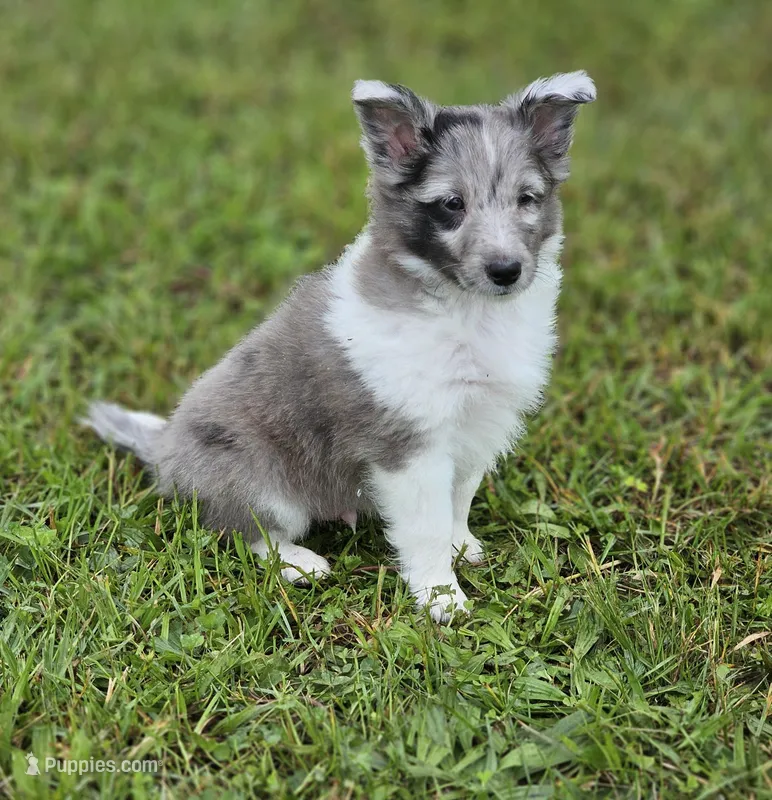 Blitzen, a male Shetland Sheepdog for sale in Pomona, MO – Photo 1 of 10