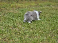 Blitzen, a male Shetland Sheepdog for sale in Pomona, MO – Photo 9 of 10