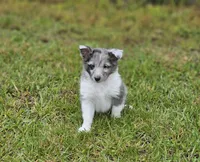 Blitzen, a male Shetland Sheepdog for sale in Pomona, MO – Photo 7 of 10