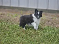 2596 Leo, a male Shetland Sheepdog for sale in Pomona, MO – Photo 5 of 10