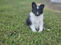 2596 Leo, a male Shetland Sheepdog for sale in Pomona, MO – Photo 6 of 10