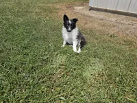 2596 Leo, a male Shetland Sheepdog for sale in Pomona, MO – Photo 10 of 10
