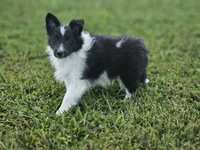 2596 Leo, a male Shetland Sheepdog for sale in Pomona, MO – Photo 8 of 10