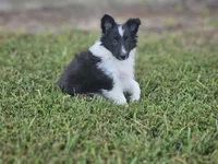 2596 Leo, a male Shetland Sheepdog for sale in Pomona, MO – Photo 4 of 10