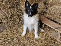 2596 Leo, a male Shetland Sheepdog for sale in Pomona, MO – Photo 1 of 10