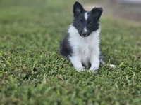 2596 Leo, a male Shetland Sheepdog for sale in Pomona, MO – Photo 7 of 10