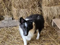 2596 Leo, a male Shetland Sheepdog for sale in Pomona, MO – Photo 2 of 10