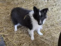 2596 Leo, a male Shetland Sheepdog for sale in Pomona, MO – Photo 9 of 10