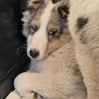 2590 IZ, a male Shetland Sheepdog for sale in Pomona, MO – Photo 2 of 4