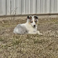 2590 IZ, a male Shetland Sheepdog for sale in Pomona, MO – Photo 1 of 4