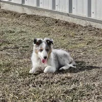 2590 IZ, a male Shetland Sheepdog for sale in Pomona, MO – Photo 3 of 4
