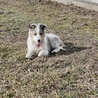 2590 IZ, a male Shetland Sheepdog for sale in Pomona, MO – Photo 4 of 4