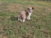 2597, a female Shetland Sheepdog for sale in Pomona, MO – Photo 7 of 10